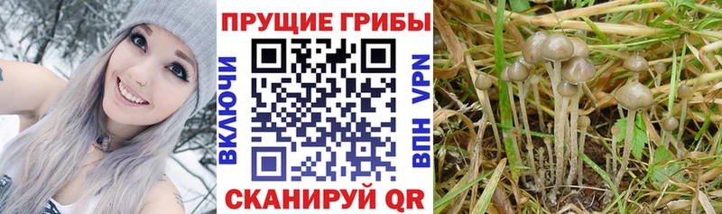 Псилоцибиновые грибы GOLDEN TEACHER  Лабытнанги 